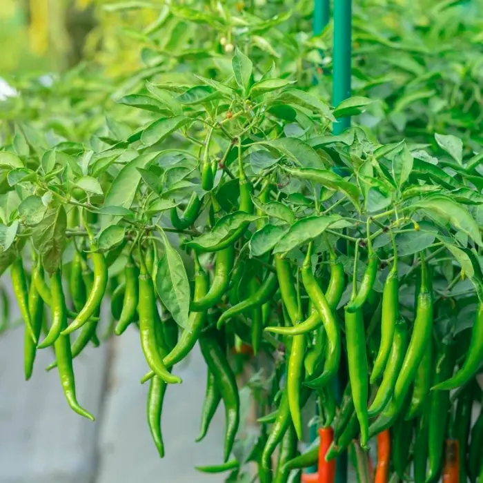 Fresh green chilli on plant
