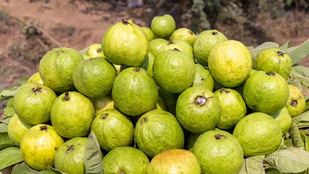 Fresh guavas
