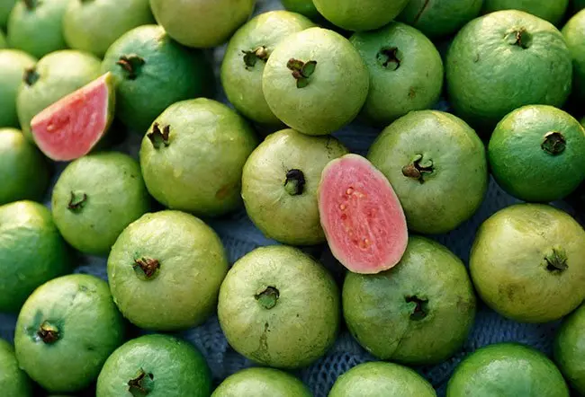 Guava tree farm