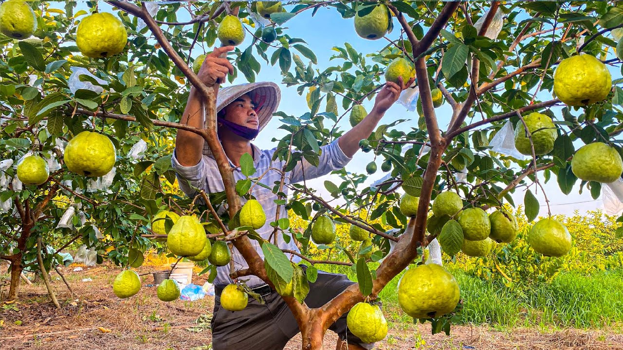 Export ready guavas